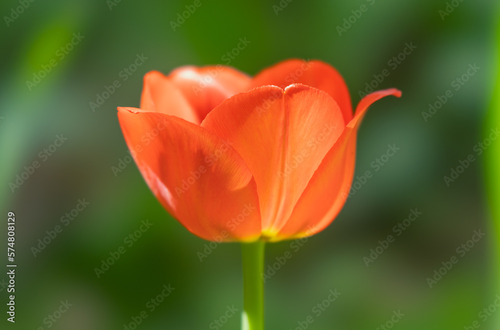 Orange tulip flower close-up on a colored blurred background