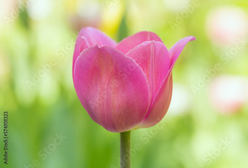 Purple tulip flower close-up on a colored blurred background