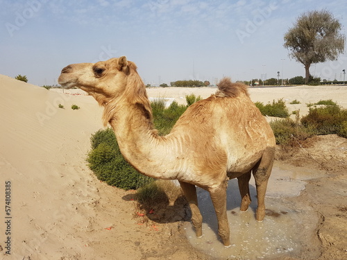 Camel in the desert in a puddle, funny minimalistic oasis, hot sunny day