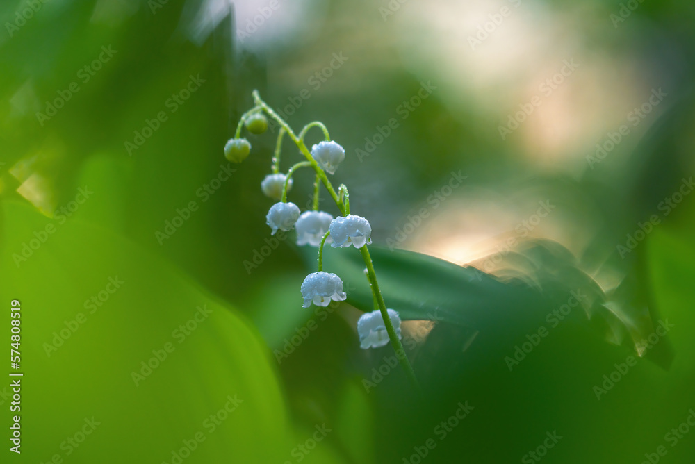 Blooming Lilies of the Valley in early spring close-up on a blurry background Blooming Lilies of the Valley in early spring close-up on a blurry background
