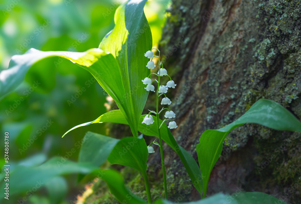 Obraz premium Blooming Lilies of the Valley growing near the trunk of a tree in early spring close-up