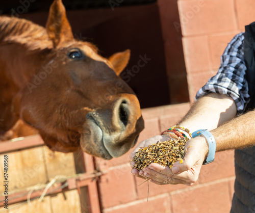 Hand feeding of a horse. Care and love for the animals. Close up