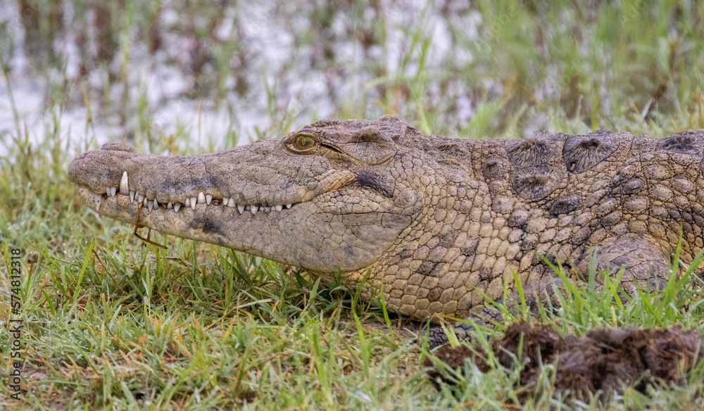 Obraz premium crocodile 