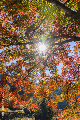 日本 愛知県豊田市足助町の香嵐渓の紅葉と木漏れ日