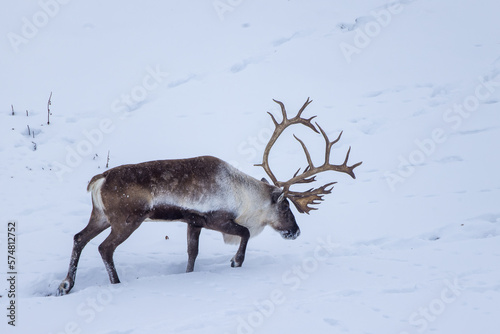 Caribou large bull in the snow