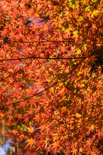 日本 愛知県豊田市足助町の香嵐渓の紅葉