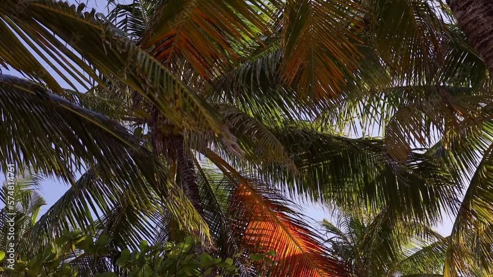 Palm leaves sway in the wind on the shore of an exotic island against the backdrop bright blue sky. Travel content. Background with copy space Palm leaves sway in the wind on the shore of an exotic island against the backdrop bright blue sky. Travel content. Background with copy space