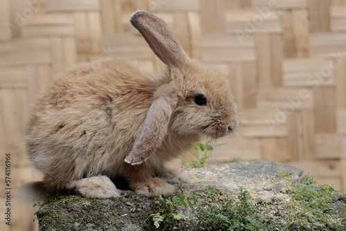 A rabbit was drinking in a small stream overgrown with meadows. This rodent has the scientific name Lepus negricollis.