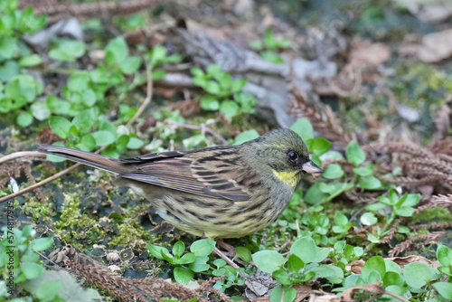 black faced bunting on a ground
