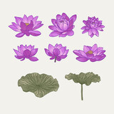 LOTUS WATER LILY SET COLLECTION ELEMENTS BOTANICAL ILLUSTRATION FLOWER FLORAL GARDEN ISOLATED DETAILED DRAWING