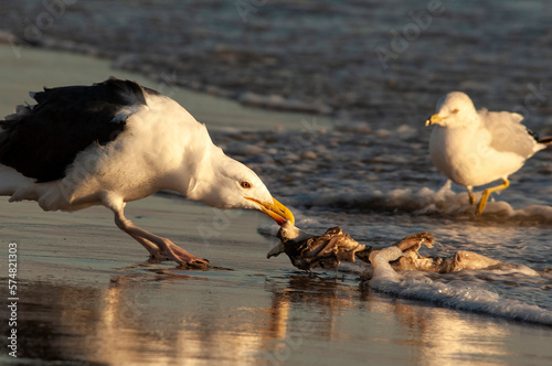 Lesser black-backed gull (Larus fuscus) feeding on the beach; Virginia Beach, Virginia  photo