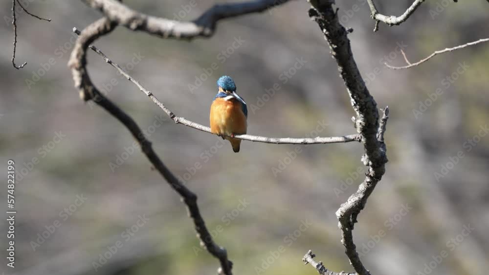 kingfisher on a branch kingfisher on a branch