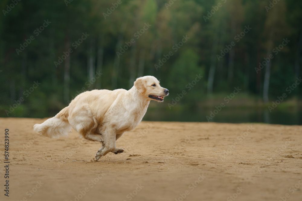 the dog jumps, flies on the beach on the lake, near the water. Active beautiful golden retriever in nature the dog jumps, flies on the beach on the lake, near the water. Active beautiful golden retriever in nature