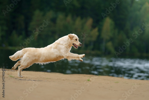 the dog jumps  flies on the beach on the lake  near the water. Active beautiful golden retriever in nature 