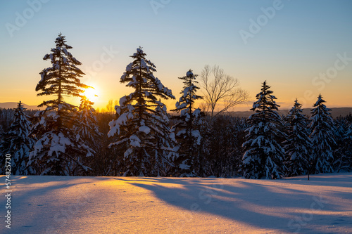 雪に覆われた木々と夕日