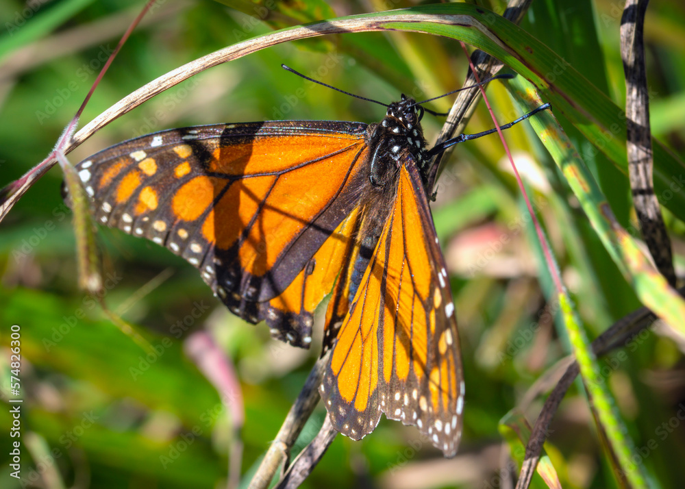Monarch in tall grass along the Shadow Creek Ranch Nature Trail in Pearland, Texas!