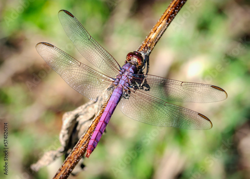 Roseate Skimmer taking a break along the Shadow Creek Ranch Nature Trail in Pearland, Texas!