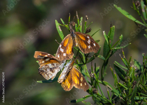 American Snout Butterflies in a group along the Shadow Creek Ranch Nature Trail in Pearland, Texas!