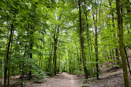 Hiking path in a forest in Germany