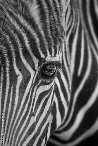 Detalle del retrato de la cara de una cebra