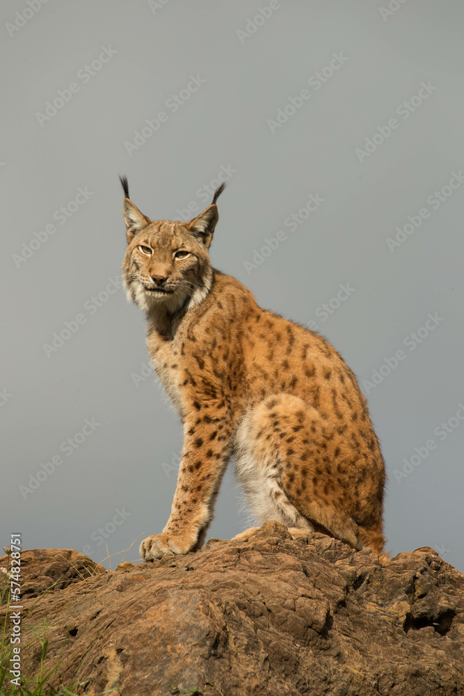 Obraz premium Lince sentado esperando sobre una roca