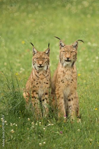 Canvas Print Pareja de linces sentados en la hierba
