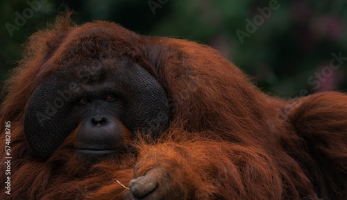 The adult male of the Dominant male orangutan with the signature developed cheek pads that arise ( testosterone surge). Resting. Background dark green foliage in the wild nature. Borneo. Indonesia.