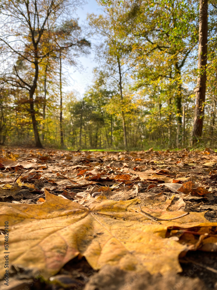 Low angle view of trees in a forest in autumn Low angle view of trees in a forest in autumn