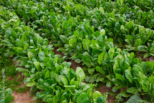 Closeup of green leaf beets plantation in organic vegetable farm. Harvest time..