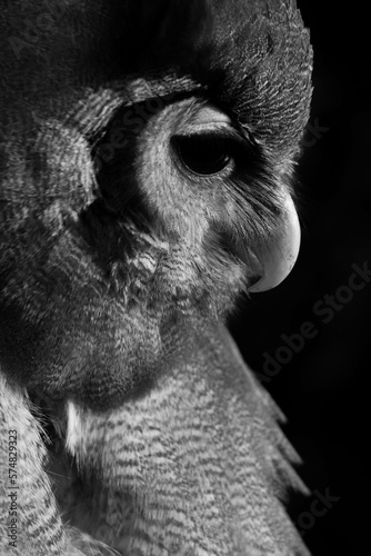 Retrato de un búho de perfil mirando abajo