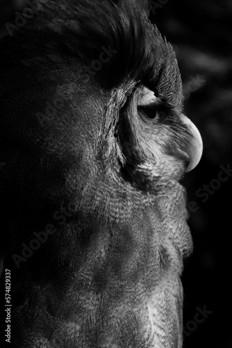 retrato de perfil de un búho