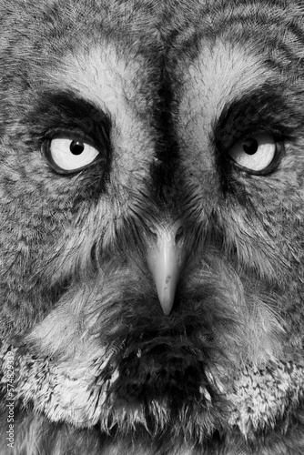Detalle de la cara de un búho gris