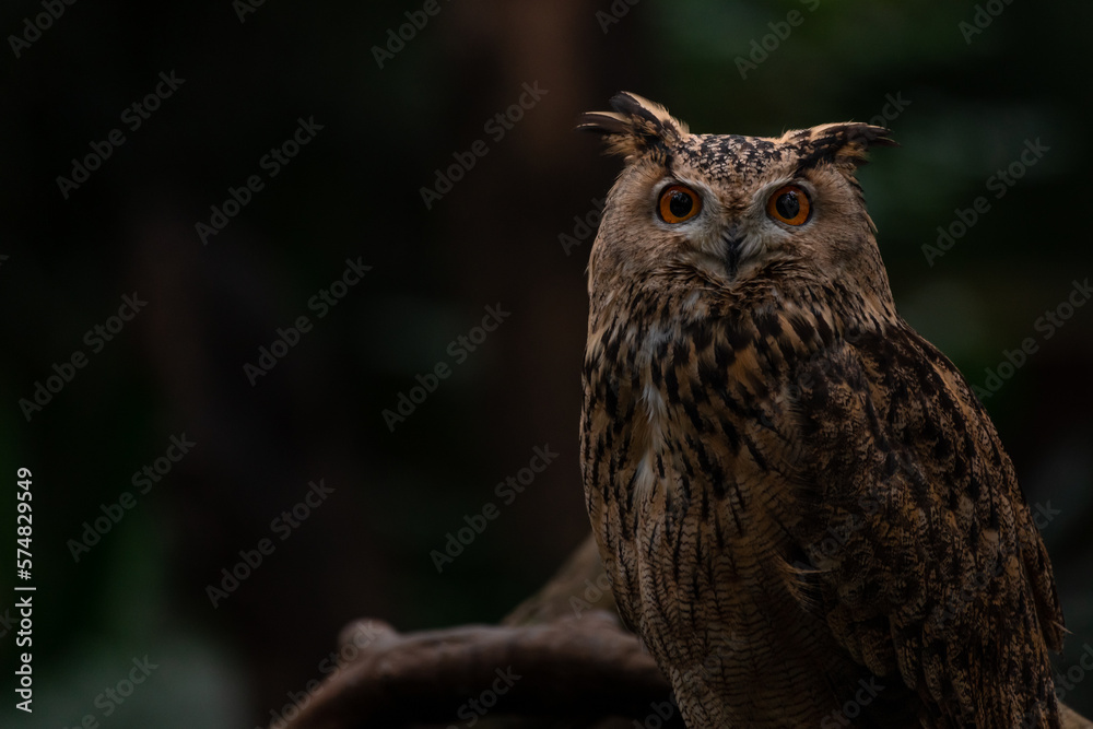 Portrait Eurasian eagle-owl sitting in the moss ground in the forest Portrait Eurasian eagle-owl sitting in the moss ground in the forest