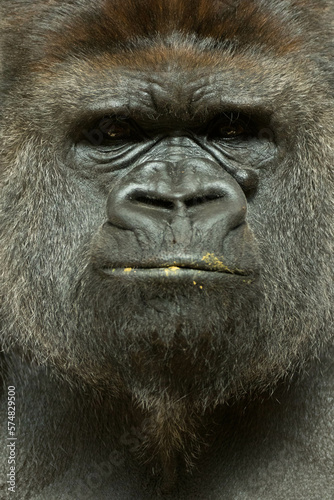 Retrato gorila de frente con restos de comida