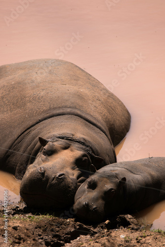 Madre hipopótamo e hijo durmiendo en la orilla del río