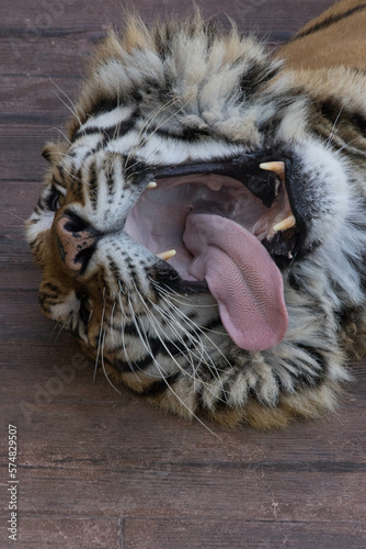 Tigre bostezando lengua afuera