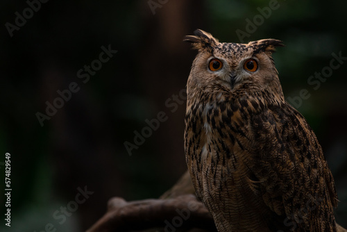Portrait Eurasian eagle-owl sitting in the moss ground in the forest