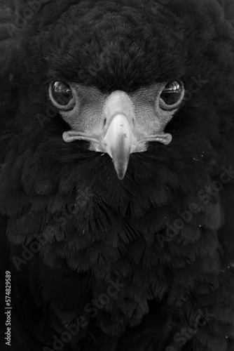 Retrato buitre de frente