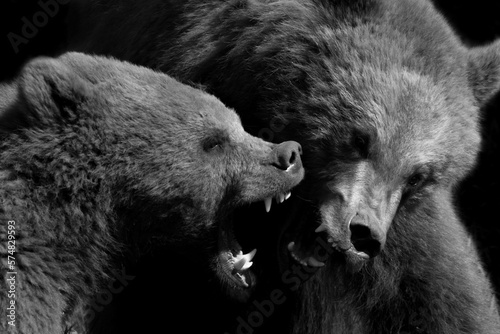 Detalle de osos peleando