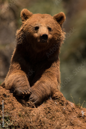 retrato osos de frente sobre una roca al sol