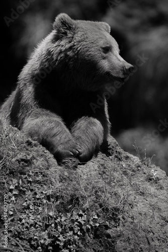 retrato de un oso de perfil sobre una roca