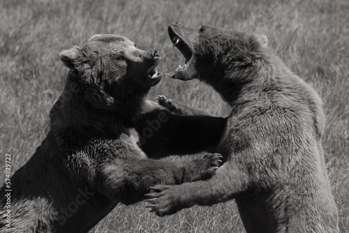 dos osos peleando sobre dos patas photo