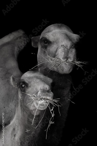 retrato de dos camellos comiendo