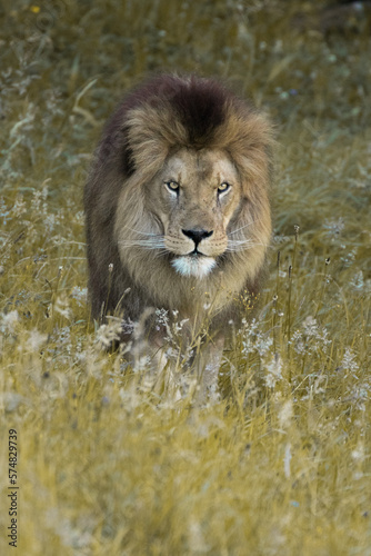 retrato de león adulto caminando por la hierba