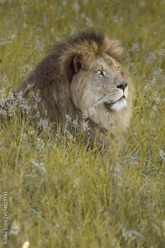 León macho adulto tumbado en hierba de perfil