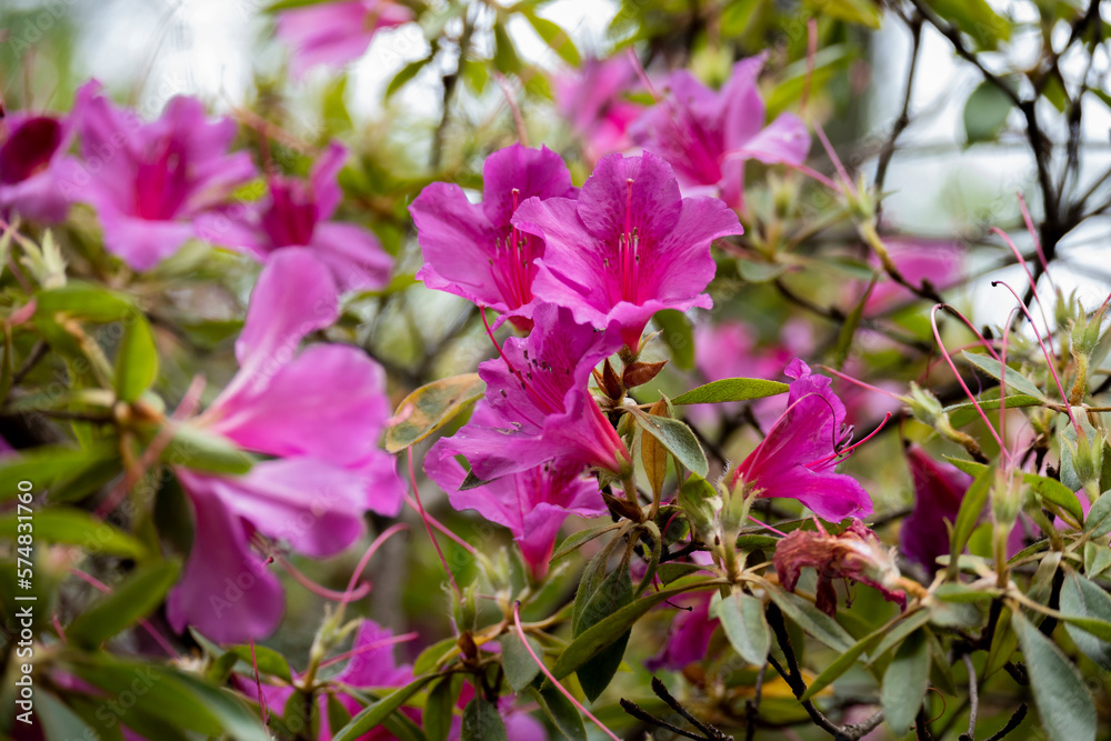 Flor Azalea fucsia o magenta | Fuchsia or magenta Azalea flower Flor Azalea fucsia o magenta | Fuchsia or magenta Azalea flower