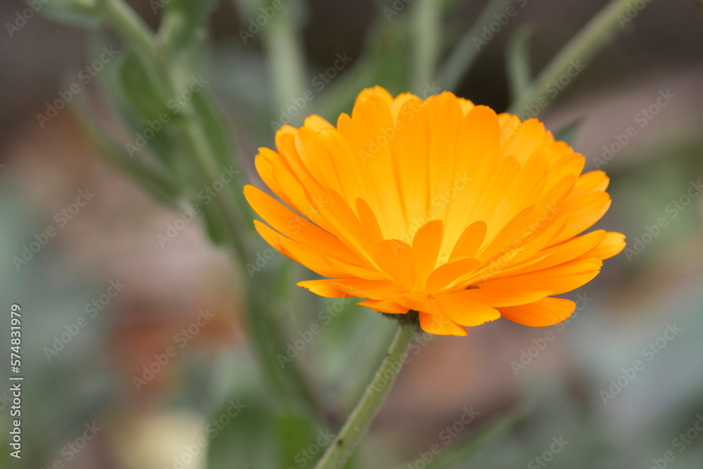 Flor Arctotis amarilla | Yellow Arctotis flower Flor Arctotis amarilla | Yellow Arctotis flower