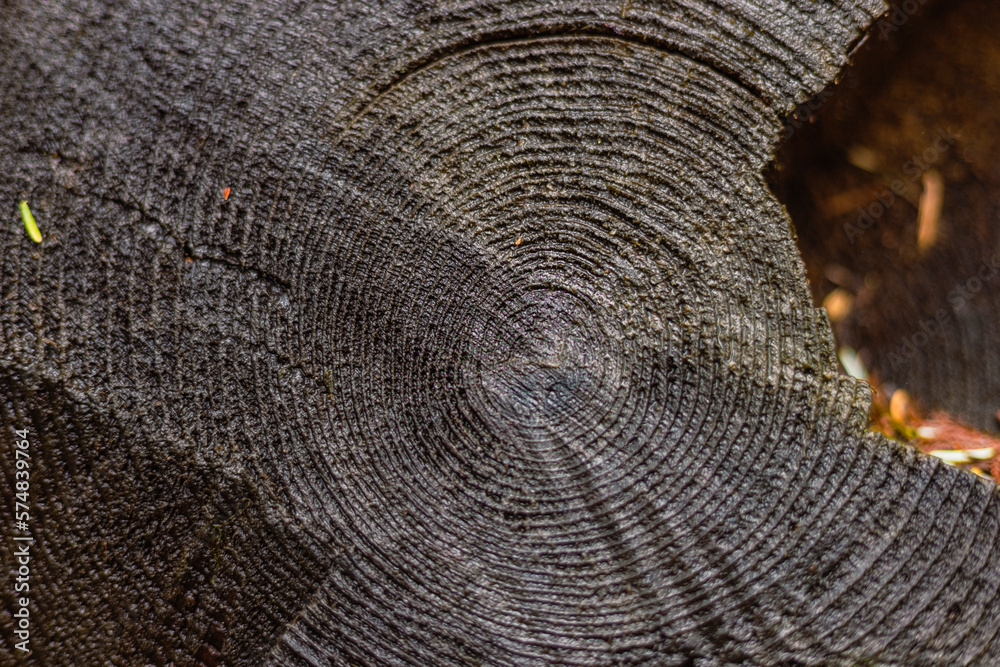 Fototapeta premium Canada wood