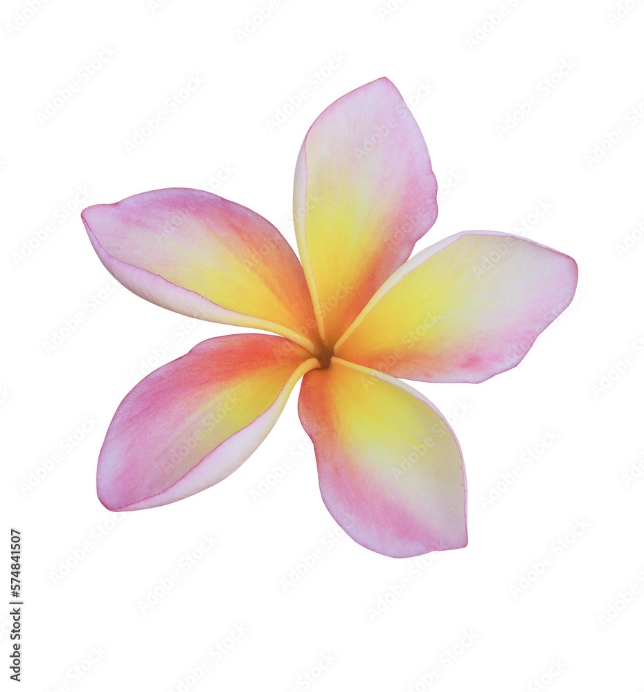 Plumeria or Frangipani or Temple tree flower. Close up single white-pink plumeria flowers isolated on transparent background.