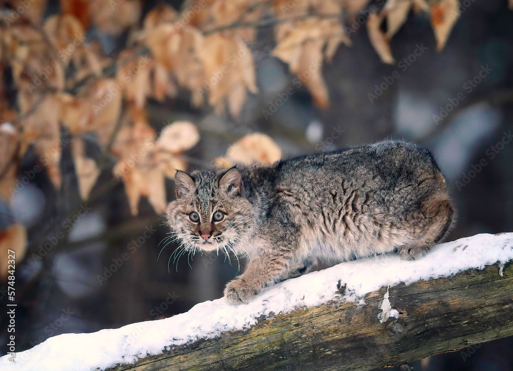 Bobcat Kitten on log